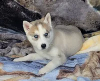 Angel, a female Siberian Husky for sale in La Veta, CO – 1 of 1