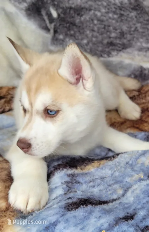 Cinnamon  – Siberian Husky puppy for sale in La Veta, CO