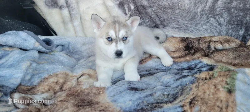 Ashley  – Siberian Husky puppy for sale in La Veta, CO