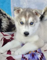 Prince, a male Siberian Husky for sale in La Veta, CO – 2 of 2
