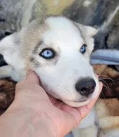 Snowflake, a female Siberian Husky for sale in La Veta, CO – 2 of 2