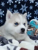 Ice Climber, a male Siberian Husky for sale in La Veta, CO – Photo 1 of 2