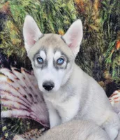 Cool, a male Siberian Husky for sale in La Veta, CO – 2 of 2
