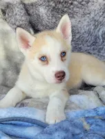 Kodi, a male Siberian Husky for sale in La Veta, CO – 3 of 3