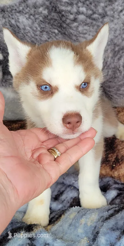 Rory – Siberian Husky puppy on hold in La Veta, CO
