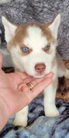 Rory, a male Siberian Husky for sale in La Veta, CO – 1 of 1
