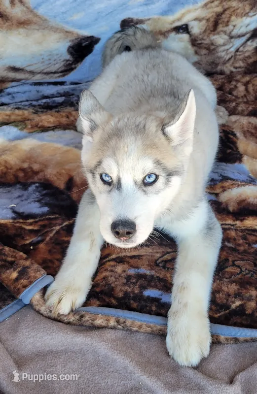 Clint – Siberian Husky puppy for sale in La Veta, CO