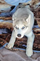 Clint, a male Siberian Husky for sale in La Veta, CO – 1 of 1