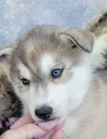 Prince, a male Siberian Husky for sale in La Veta, CO – 1 of 2