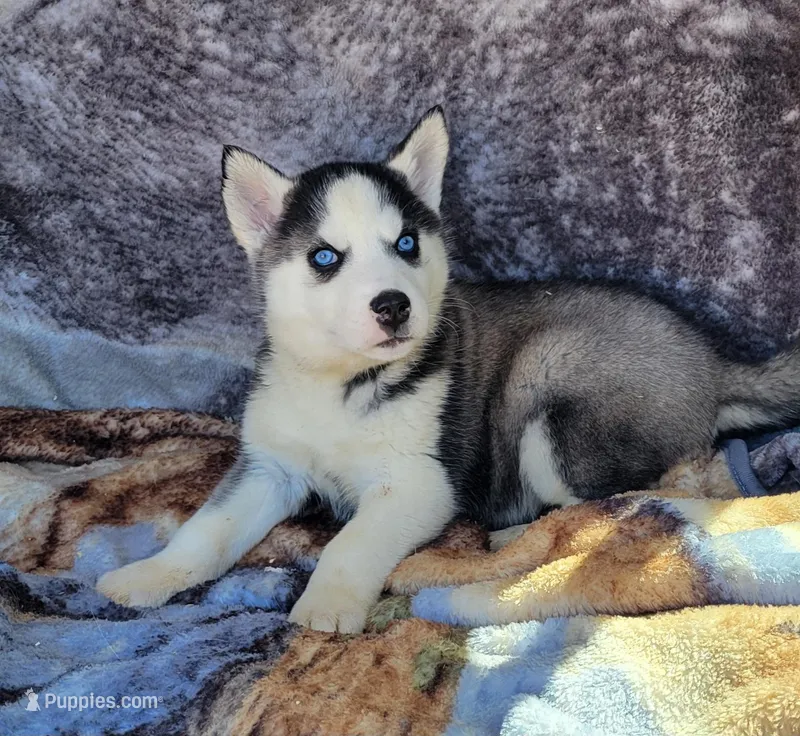 Cole – Siberian Husky puppy for sale in La Veta, CO