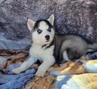 Cole, a male Siberian Husky for sale in La Veta, CO – 1 of 1
