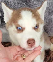 Flash, a male Siberian Husky for sale in La Veta, CO – 1 of 1