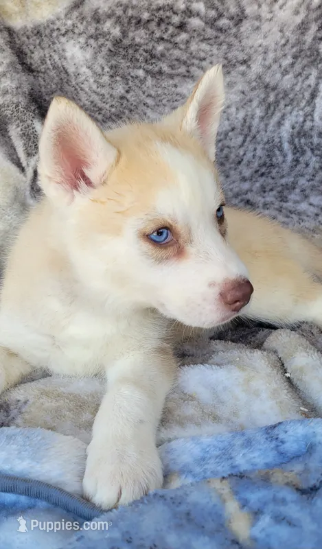 Kodi – Siberian Husky puppy for sale in La Veta, CO