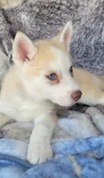Kodi, a male Siberian Husky for sale in La Veta, CO – 1 of 3