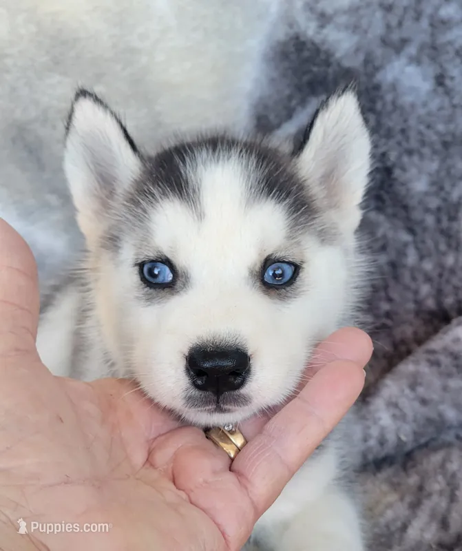 Crystal – Siberian Husky puppy for sale in La Veta, CO