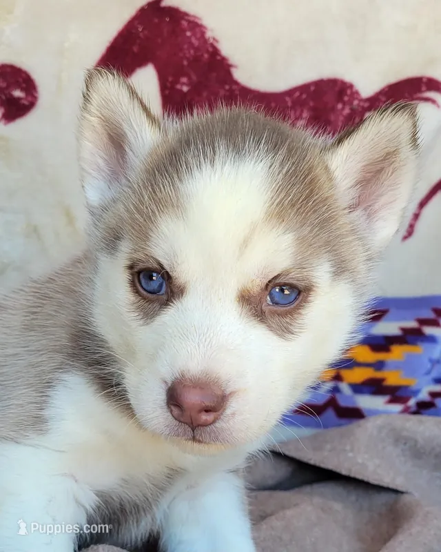Flare – Siberian Husky puppy for sale in La Veta, CO