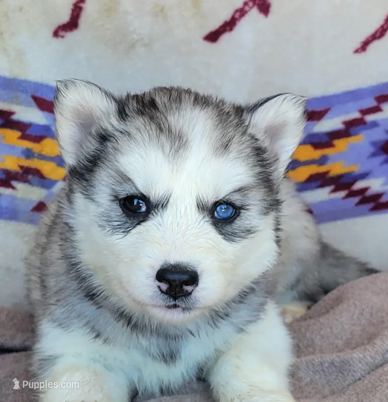 Casey – Siberian Husky puppy for sale in La Veta, CO