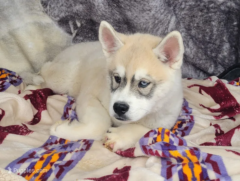 Icicle – Siberian Husky puppy for sale in La Veta, CO