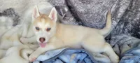 Flag , a male Siberian Husky for sale in La Veta, CO – 2 of 2