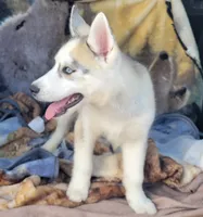 Blake, a male Siberian Husky for sale in La Veta, CO – 2 of 5