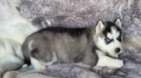 Kressi, a female Siberian Husky for sale in La Veta, CO – 3 of 3