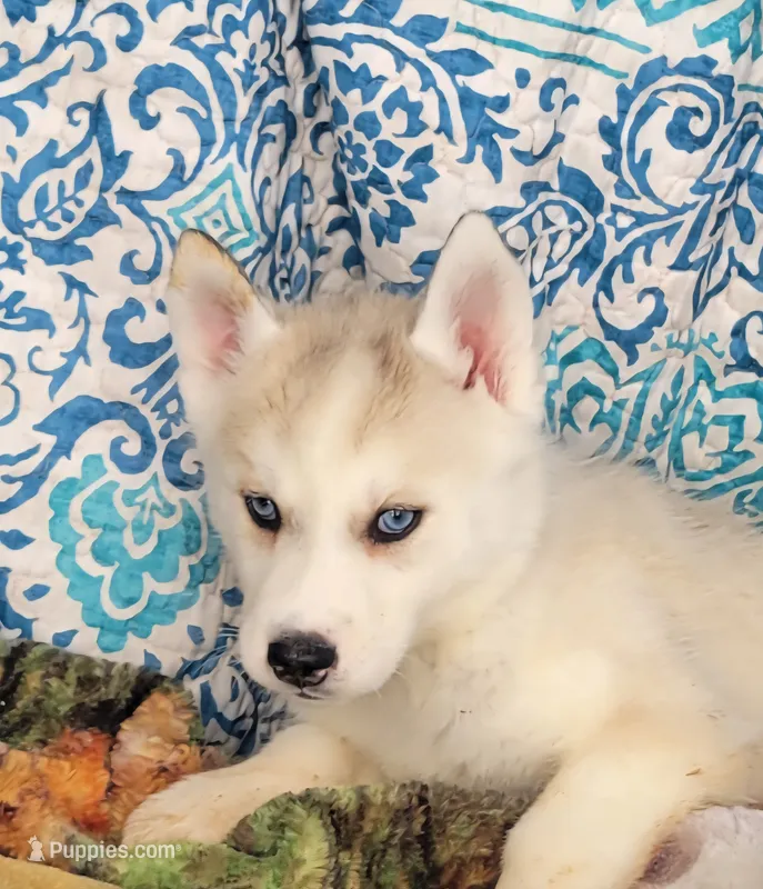 Dancer – Siberian Husky puppy for sale in La Veta, CO