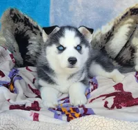 Coal, a male Siberian Husky for sale in La Veta, CO – 2 of 2