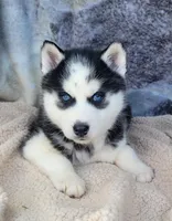 Ruffi, a male Siberian Husky for sale in La Veta, CO – Photo 2 of 2