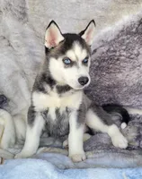 Cole, a male Siberian Husky for sale in La Veta, CO – 3 of 4