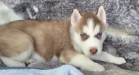 Flame , a male Siberian Husky for sale in La Veta, CO – 2 of 2