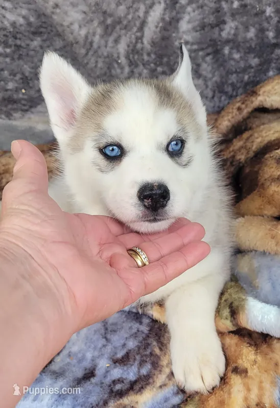 Charcoal  – Siberian Husky puppy for sale in La Veta, CO