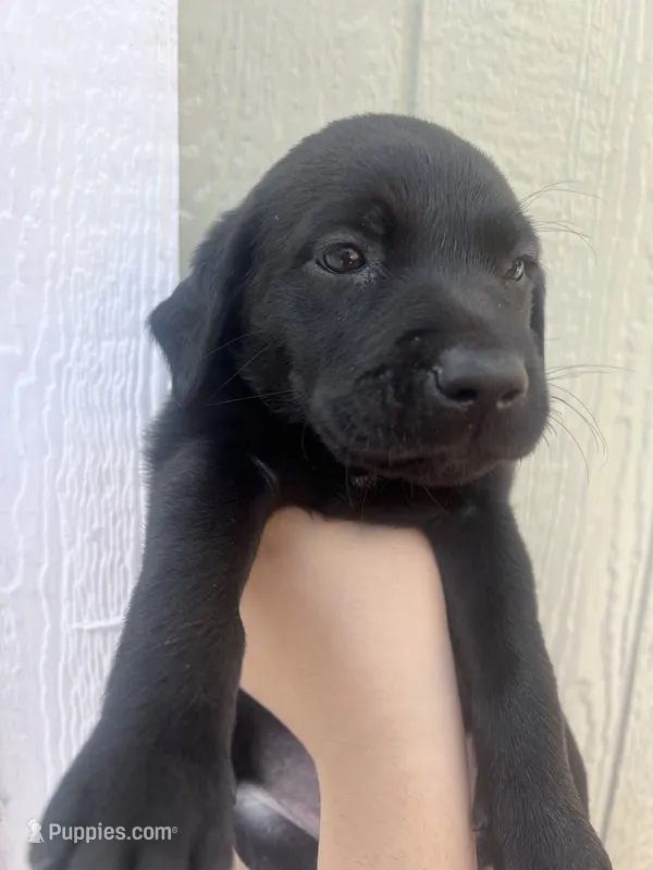 Honeybun  – Labrador Retriever puppy for sale in San Diego, CA