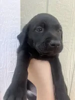 Honeybun , a female Labrador Retriever for sale in San Diego, CA – 1 of 1