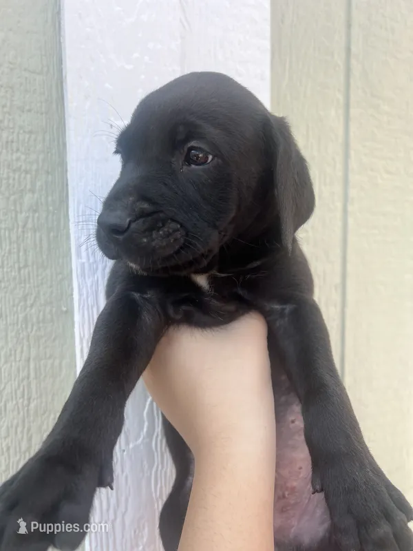 Goofy  – Labrador Retriever puppy for sale in San Diego, CA