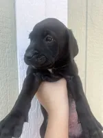 Goofy , a male Labrador Retriever for sale in San Diego, CA – 1 of 2