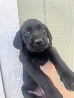 Nighty , a female Labrador Retriever for sale in San Diego, CA – 1 of 2