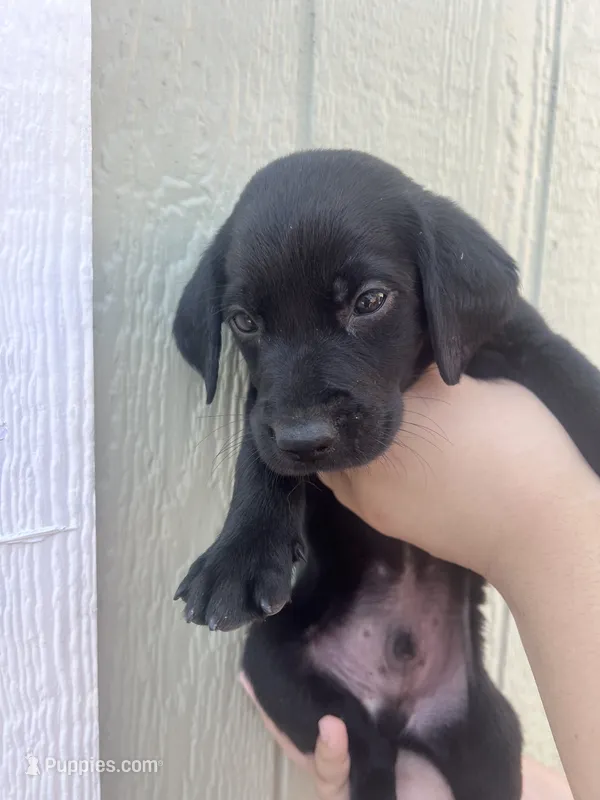 Rebel  – Labrador Retriever puppy for sale in San Diego, CA