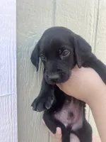 Rebel , a male Labrador Retriever for sale in San Diego, CA – 1 of 1