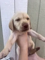 Bees , a male Labrador Retriever for sale in San Diego, CA – 2 of 2