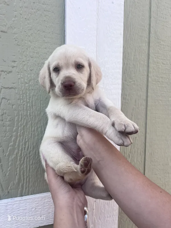 Casper  – Labrador Retriever puppy for sale in San Diego, CA