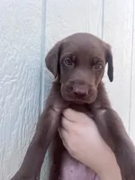 Coffee , a female Labrador Retriever for sale in San Diego, CA – 3 of 3