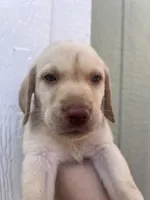 Yeller , a male Labrador Retriever for sale in San Diego, CA – 1 of 1