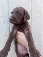 Coffee , a female Labrador Retriever for sale in San Diego, CA – 2 of 3