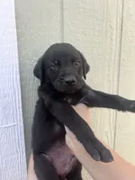 Nighty , a female Labrador Retriever for sale in San Diego, CA – 2 of 2