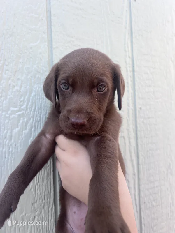 Coffee  – Labrador Retriever puppy for sale in San Diego, CA