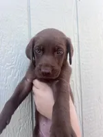 Coffee , a female Labrador Retriever for sale in San Diego, CA – 1 of 3