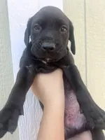 Goofy , a male Labrador Retriever for sale in San Diego, CA – 2 of 2