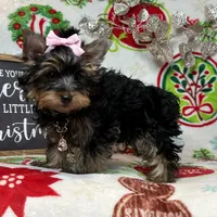 Female pup, a female Yorkshire Terrier for sale in Los Angeles, CA – Photo 4 of 4