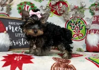 Female pup, a female Yorkshire Terrier for sale in Los Angeles, CA – Photo 4 of 4