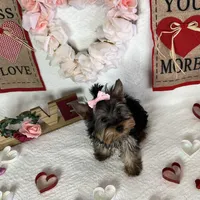 Female pup, a female Yorkshire Terrier for sale in Los Angeles, CA – Photo 3 of 4